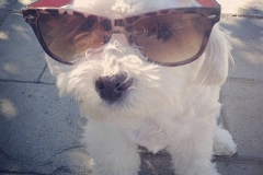 One of Charlotte Laws' dogs